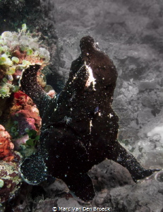 black frogfish in colors by Marc Van Den Broeck 